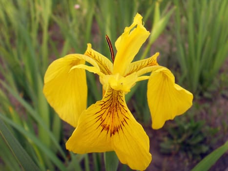 yellow iris flower