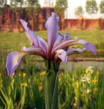 purple iris  flower
