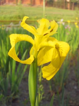 yellow iris flower