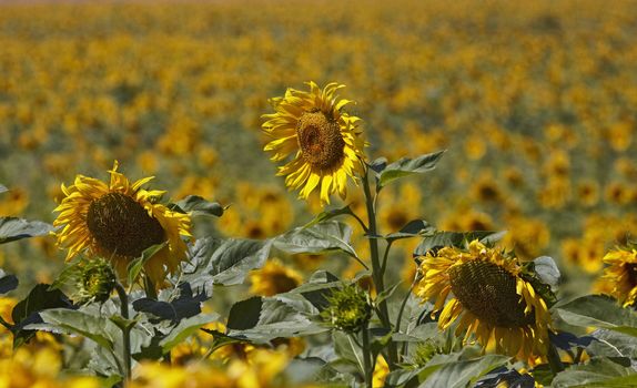 ITALY, Tuscany, Chiarone, countryside, sunflowers field