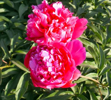 red peony flowers