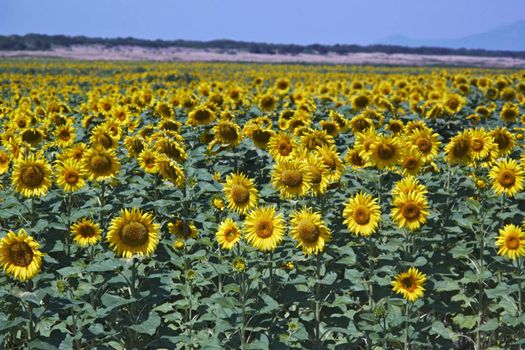 ITALY, Tuscany, Chiarone, countryside, Sunflowers field