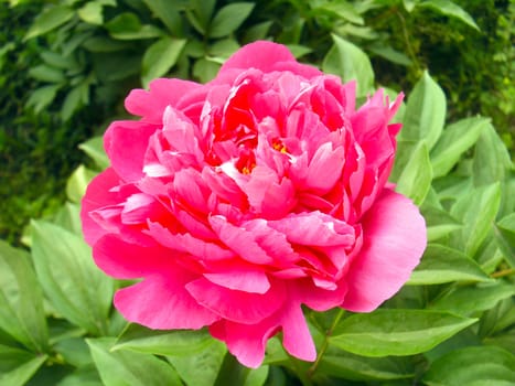 red peony flowers