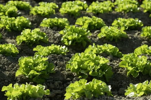 Green lettuce country in Spain. Sunny day outdoors