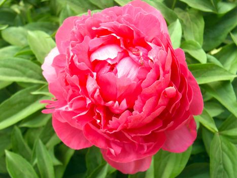 red peony flowers