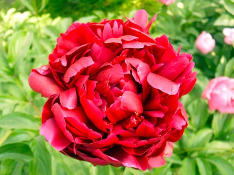 red peony flowers
