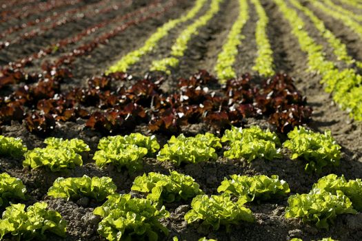 Red little baby lettuce in the fields from spain