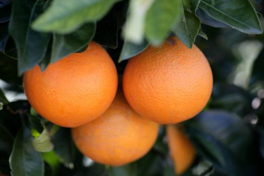 Three oranges growing in an orange tree, Valencia, Spain