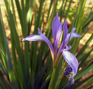 blue flax  flower