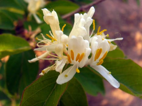 honeysuckle