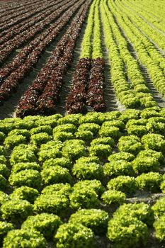 Red little baby lettuce in the fields from spain