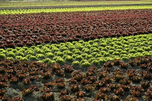 Red little baby lettuce in the fields from spain