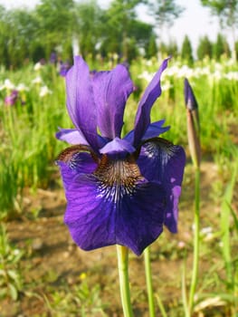 purple iris  flower