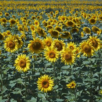 ITALY, Tuscany, Chiarone, countryside, sunflowers field