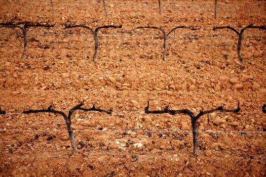 Grape vineyard outumn orange clay field, wine agriculture in a row