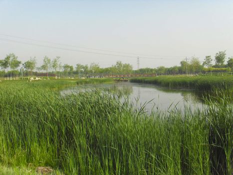 The pond reed