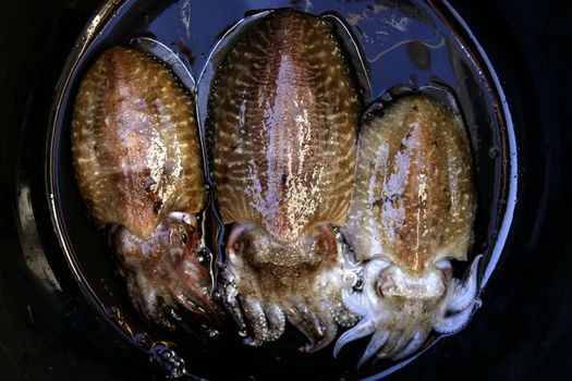 Cuttlefish squid over black water background, mediterranean