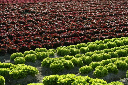 Red little baby lettuce in the fields from spain