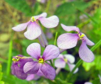 february orchid
