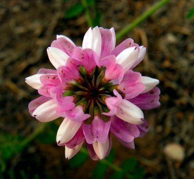 chinese milk vetch