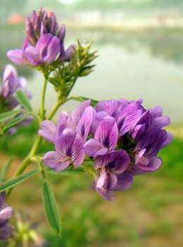 alfalfa