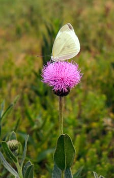 white butterfly on the thistle flower