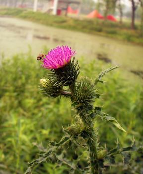 Milk thistle flower