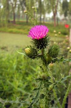 Milk thistle flower