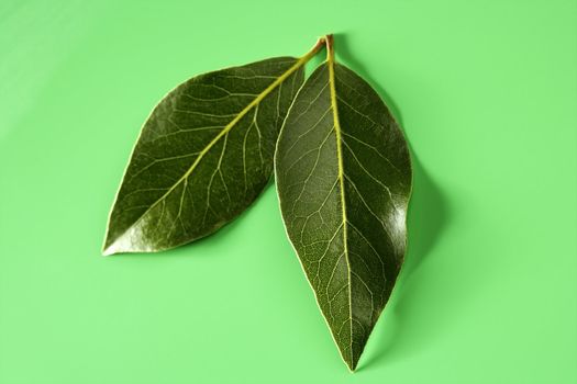 Shiny laurel leaves at green studio background