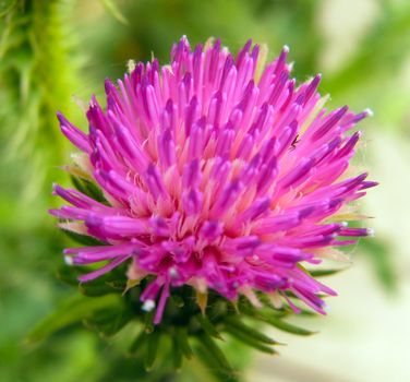 Milk thistle flower