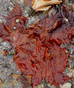 Autumn leaves down the water stream, background texture