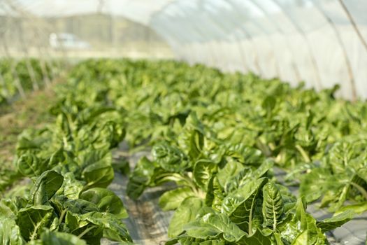 green chard cultivation in a hothouse field, Spain