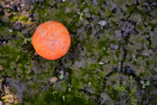 Rotted orange on the floor, no harvest, legal limits on export