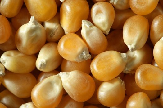 Dried macro corn seeds in orange color, as a texture background crop