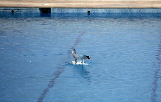 Seagull swiming relaxed in vacation pool, holidays metaphor