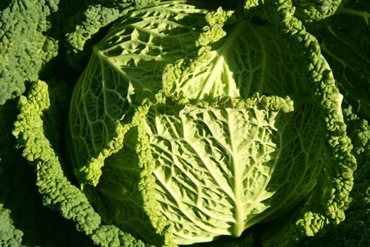 Green cabbage detail on a Spanish field on sunny day