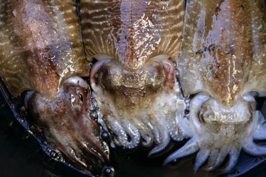 three cuttlefish squid in the marketplace, mediterranean sea