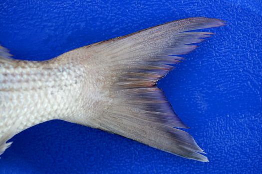 Denton fish, snapper tail detail over blue background