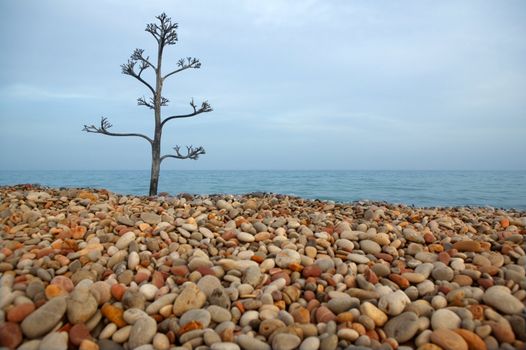 agave tree growing in a rolling stone mediterranean beach