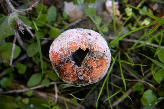 Rotted orange on the floor, no harvest, legal limits on export