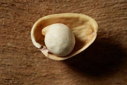 one dried chickpea inside pistachio shell. such as pearl metaphor over wooden background