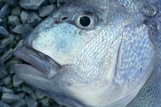 Denton, Mediterranean sparus fish, family of gilthead and snapper