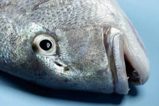 Denton, Mediterranean sparus fish, family of gilthead and snapper