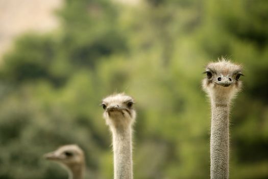 african three ostrich portrait, funny family, green outdoors