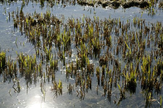 Growing rice fields in Spain. Sun water reflexion