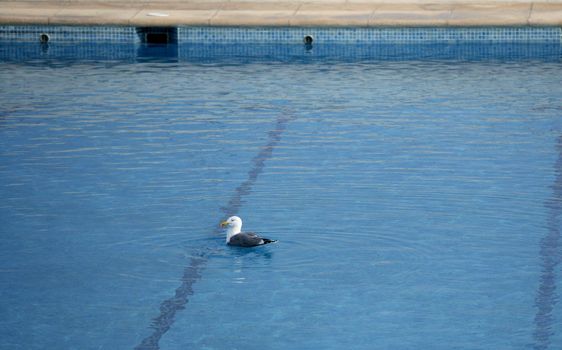 Seagull swiming relaxed in vacation pool, holidays metaphor