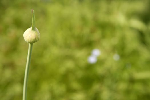 onion flower closed bud over green outdoor natural background