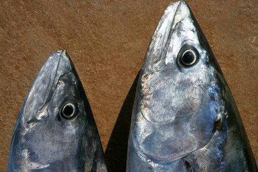 Bonito, skipjack tuna, Sarda Sarda, close up face portrait macro