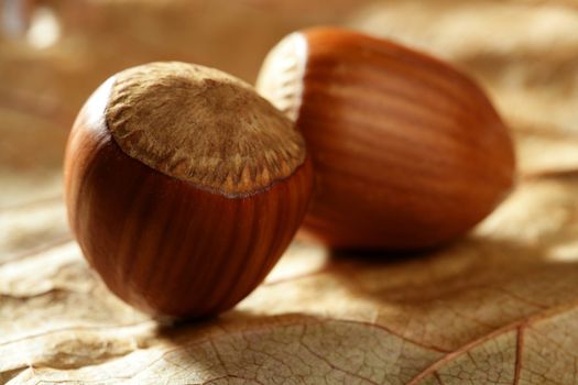 Delicious hazelnuts, macro detail, warm golden light, studio shot