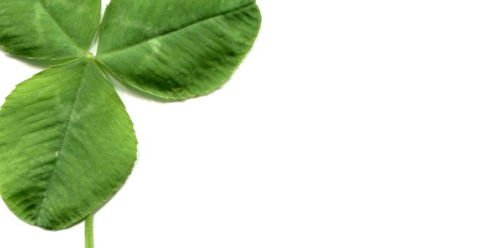 Shamrock three leafed clover trifolium plant over a white background with copy space